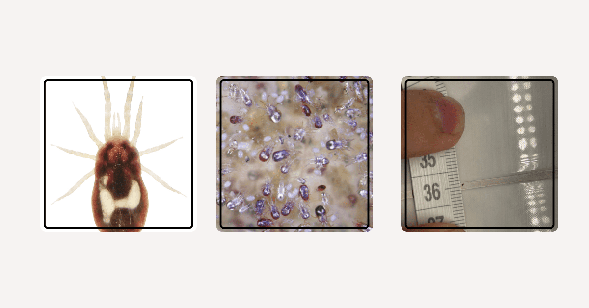 Can Bird Mites Live on Dogs? What's the Real Truth?