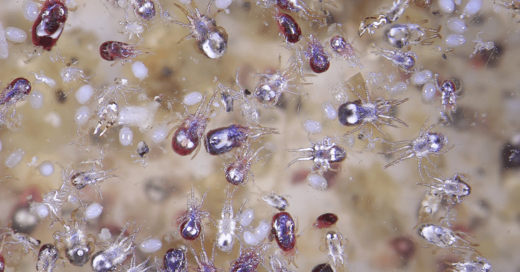 cheyletiella mites bites on humans