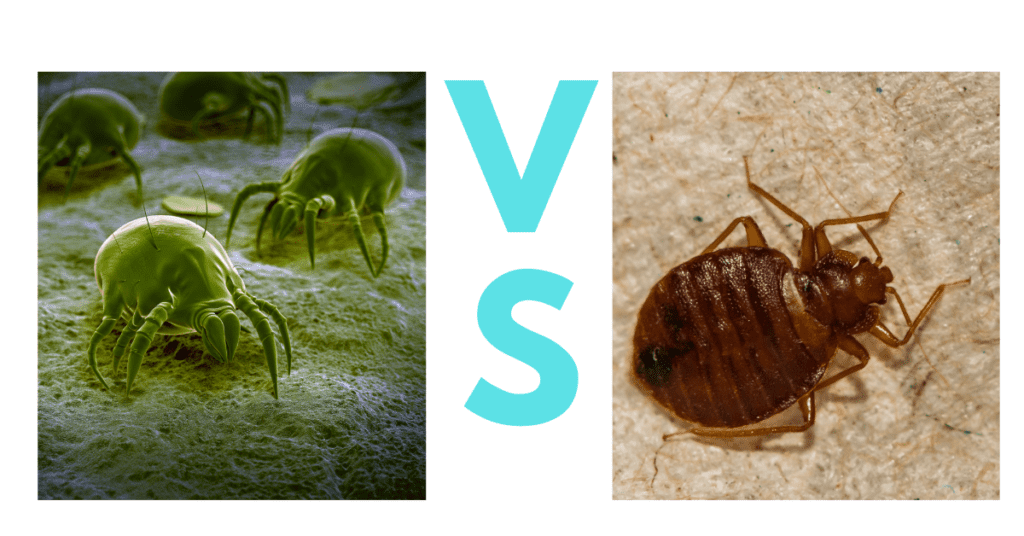 dust mites vs bed bugs