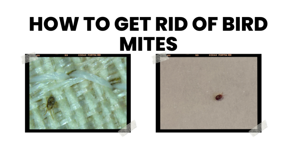 how to get rid of bird mites