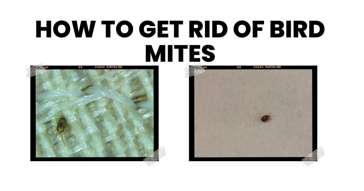 How To Get Rid Of Bird Mites A Step By Step Guide