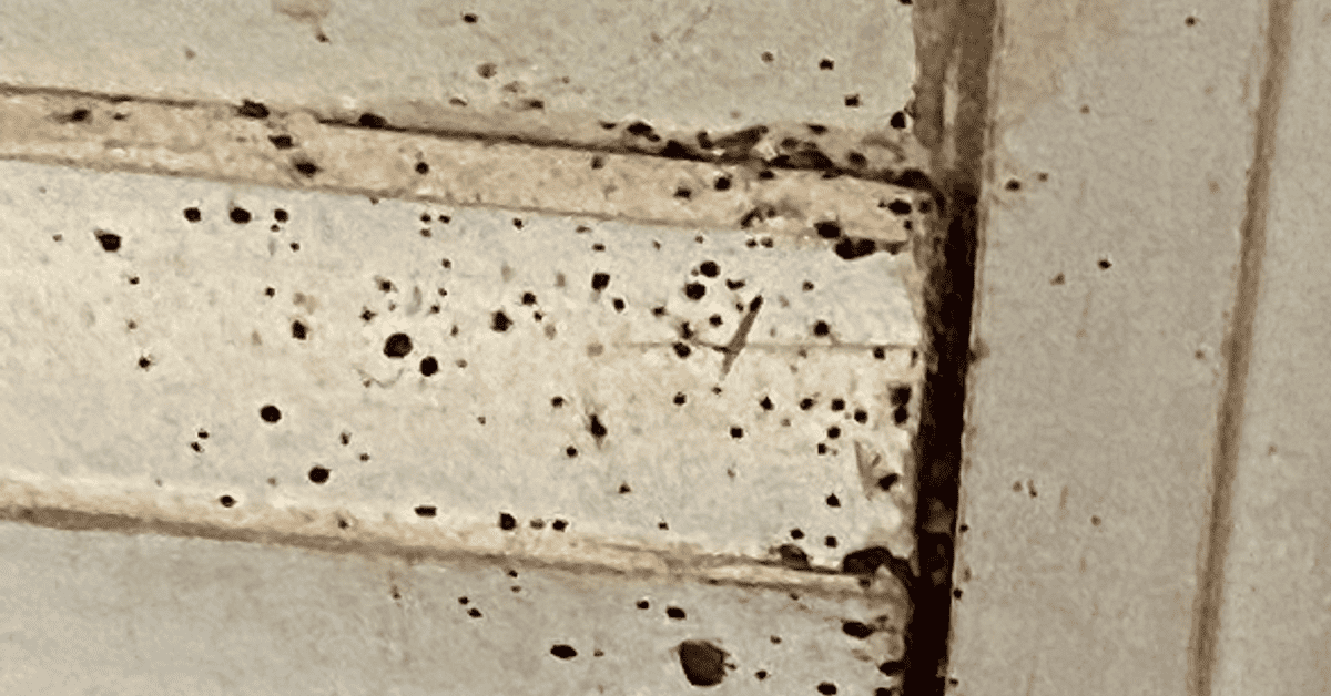 What are Some Bugs That Leave Black Spots on Walls? 7 Ideas