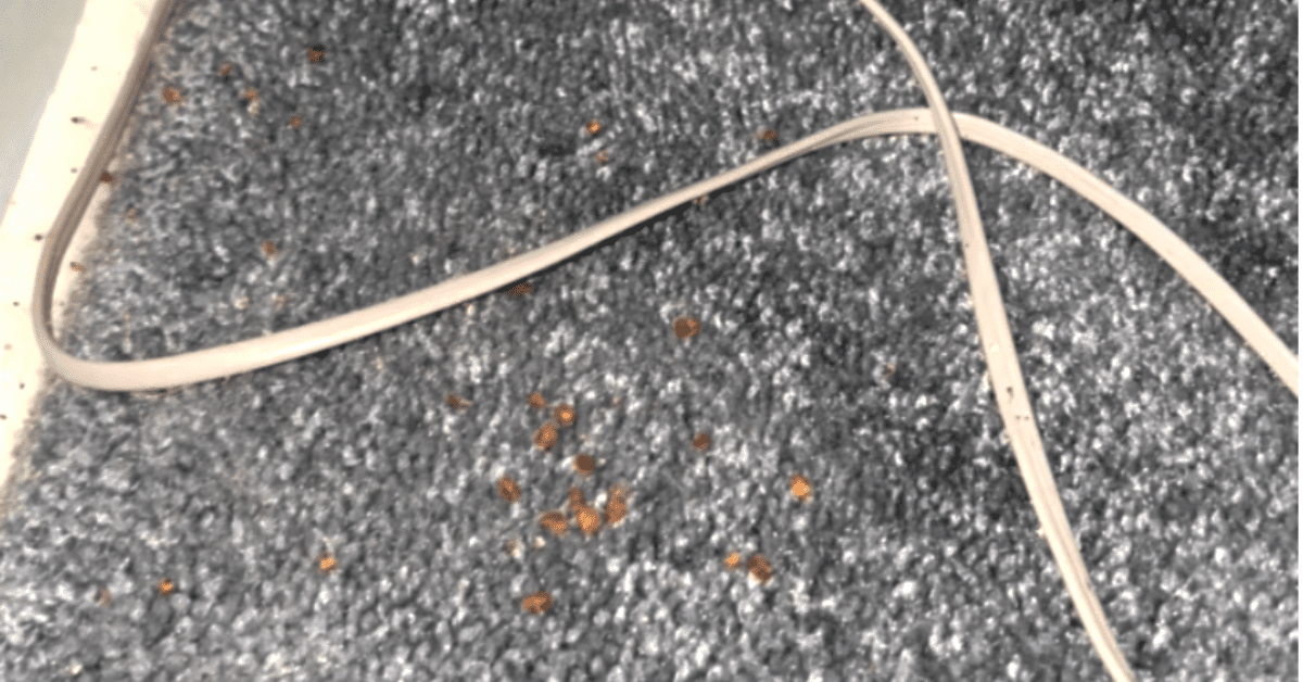 Do Bed Bugs Live in Carpets?