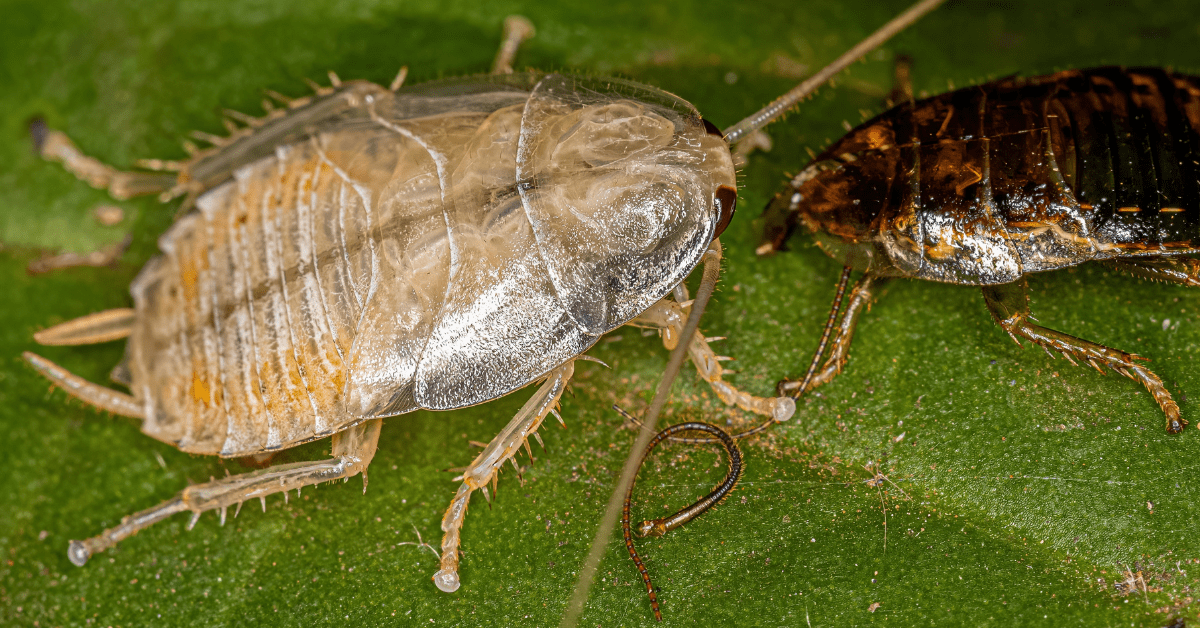 Baby Roach What Do They Look Like? (With Photos)