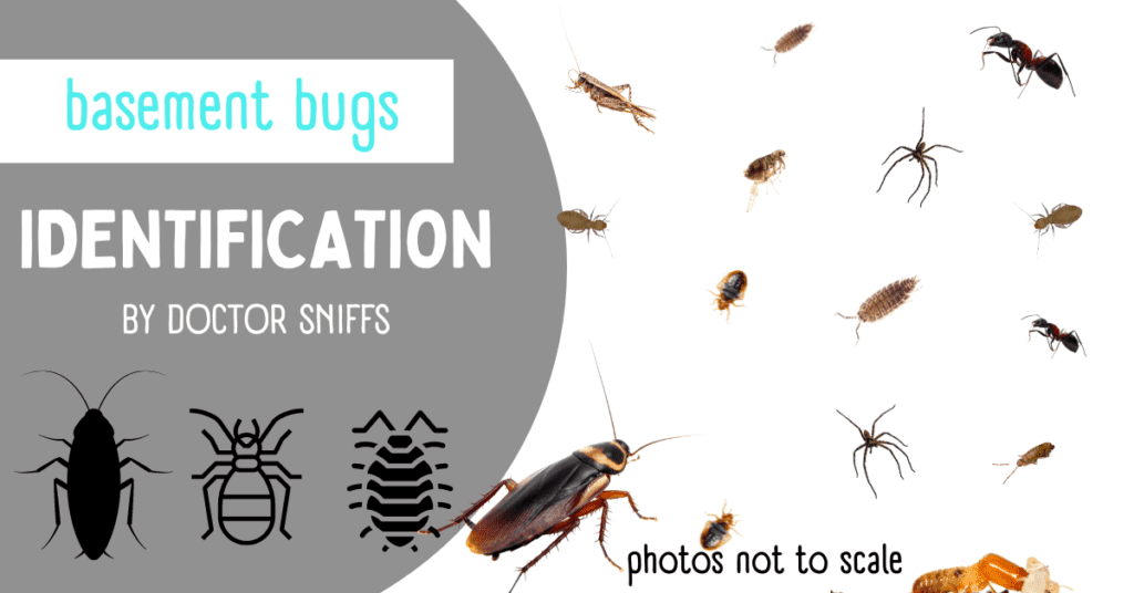 Basement Bugs Identification