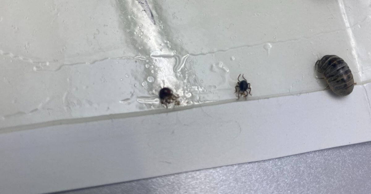 How to Use Glue Traps for Bed Bugs Do They Really Work?