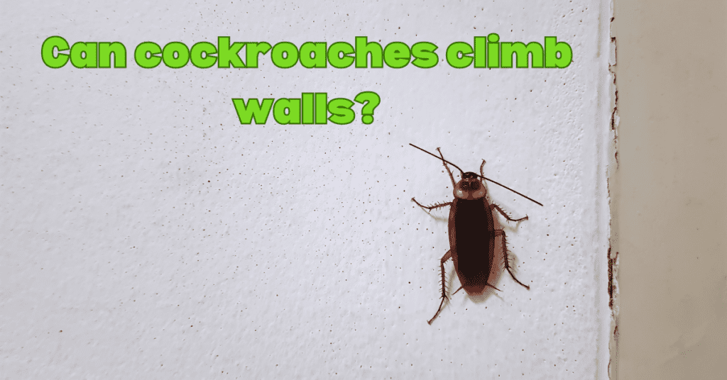 Can cockroaches climb walls