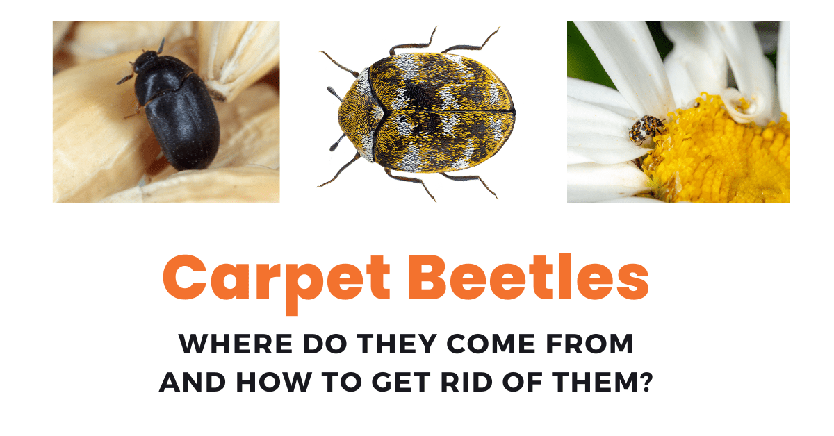 Carpet beetles are spring's uninvited guests