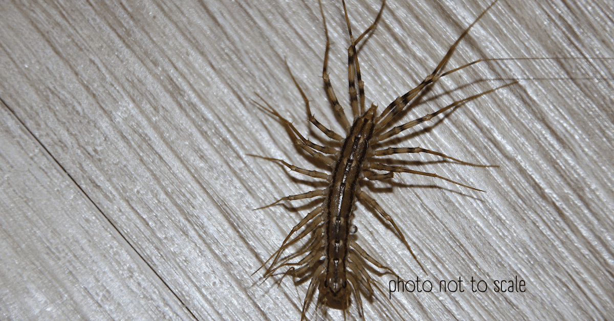 Basement Bugs Identification 12 Bugs You'll Find in a Basement
