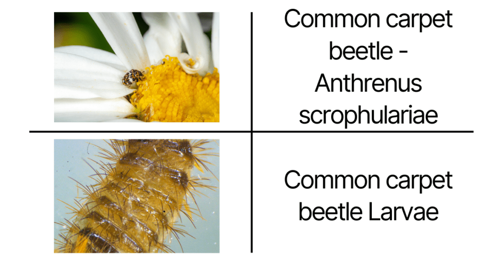 Common carpet beetle (Anthrenus scrophulariae) + larvae