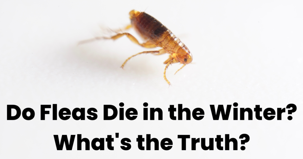 Learn what a flea looks like, so you can figure out how bad your infestation is