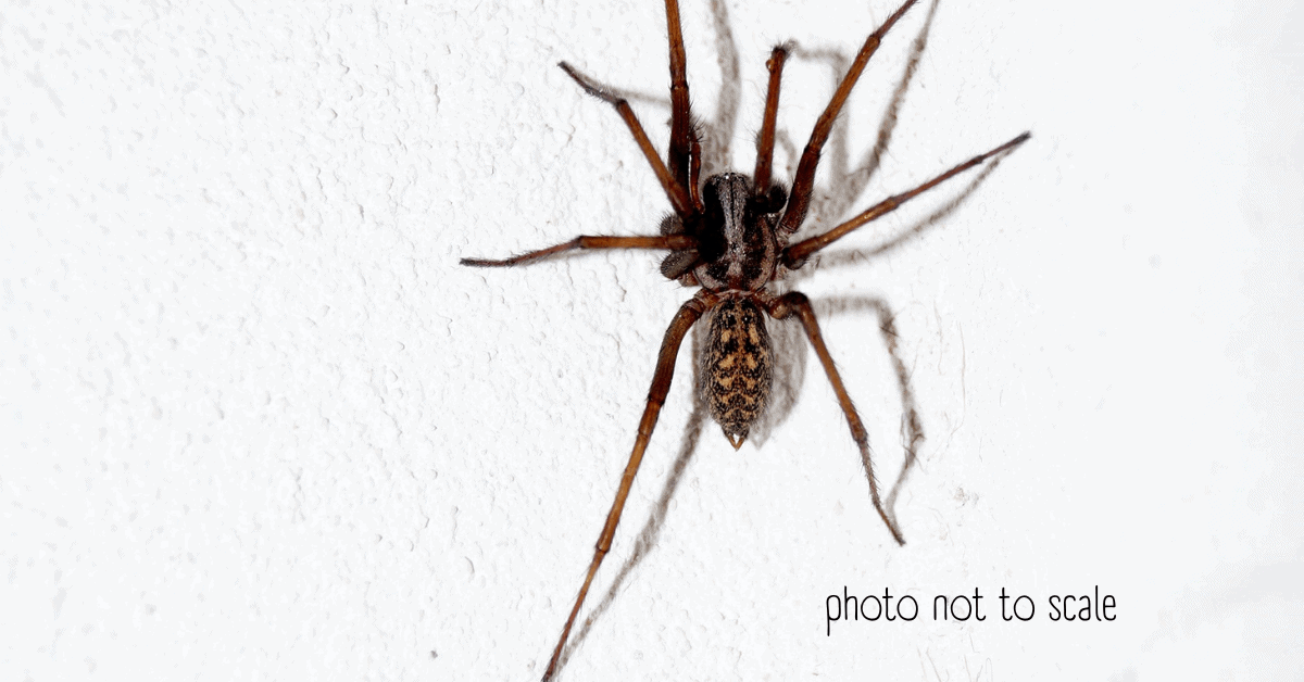 Basement Bugs Identification 12 Bugs You'll Find in a Basement
