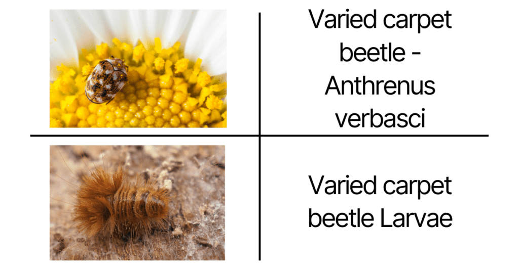 Varied carpet beetle (Anthrenus verbasci) + larvae