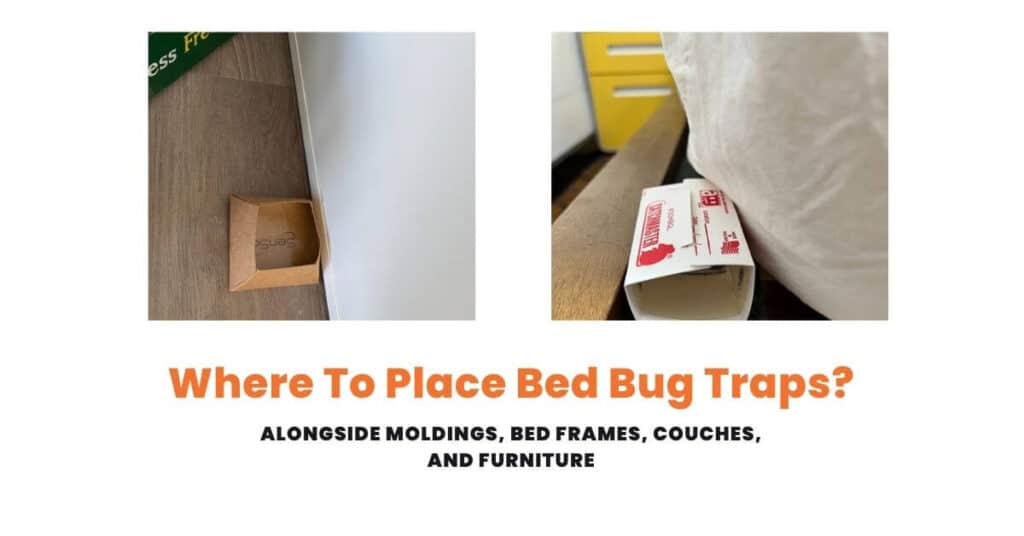 Where to Place Bed Bug Traps