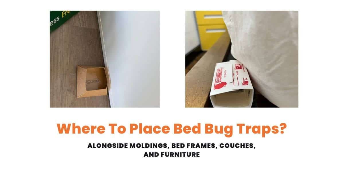 How to Use Glue Traps for Bed Bugs Do They Really Work?