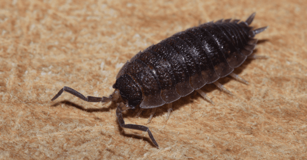 Basement Bugs Identification: 12 Bugs You'll Find in a Basement