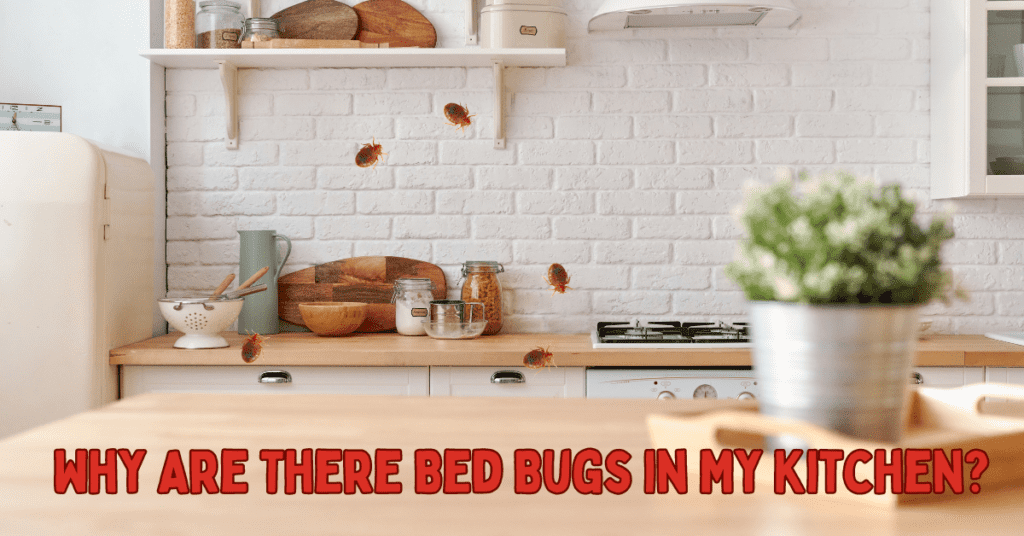 bed bugs in kitchen