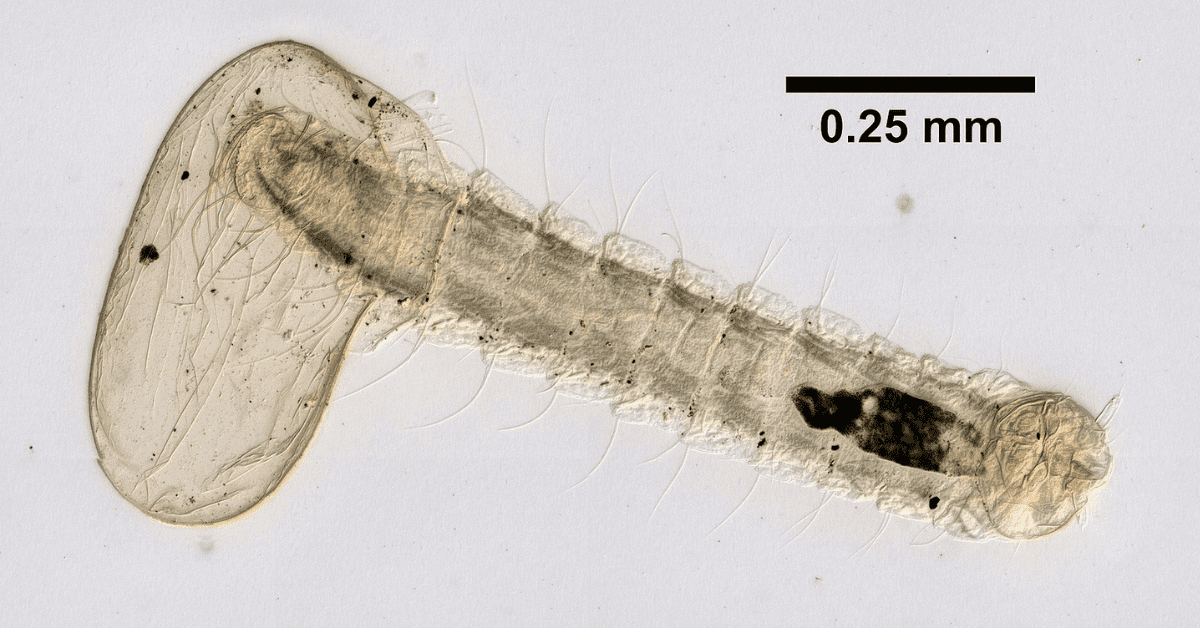 How to Tell How Bad a Flea Infestation is Quick and Easy Guide!