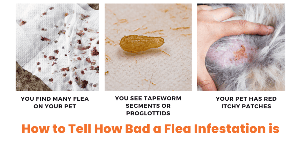 how to tell how bad a flea infestation is; by looking at our pets