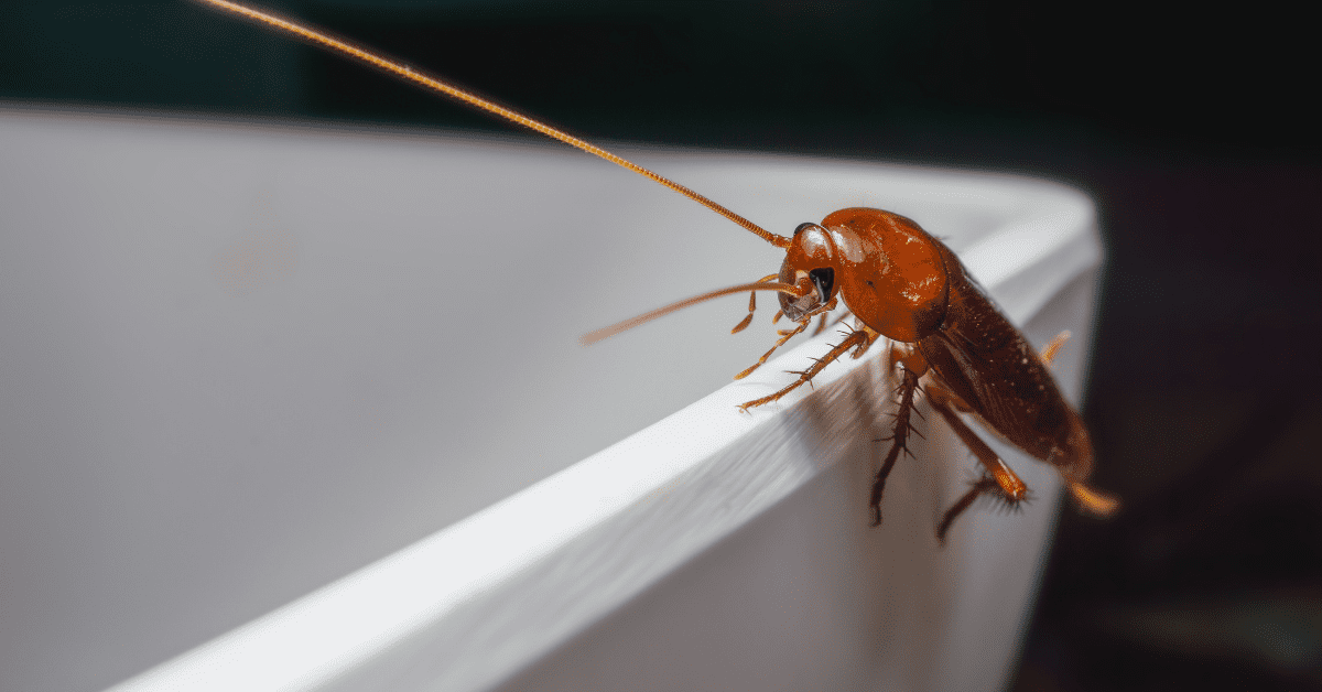 Can Cockroaches Climb Walls? Exploring their Anatomy