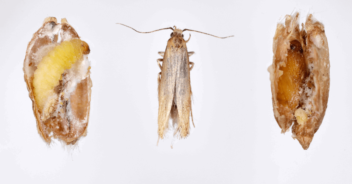 10 Examples of Bugs in Flour A Mini Guide