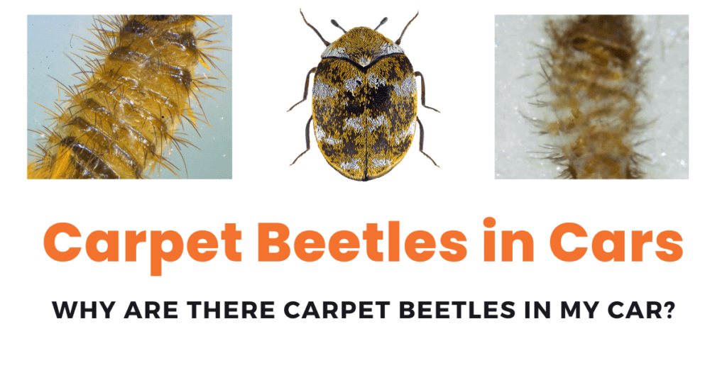 Carpet Beetles in cars