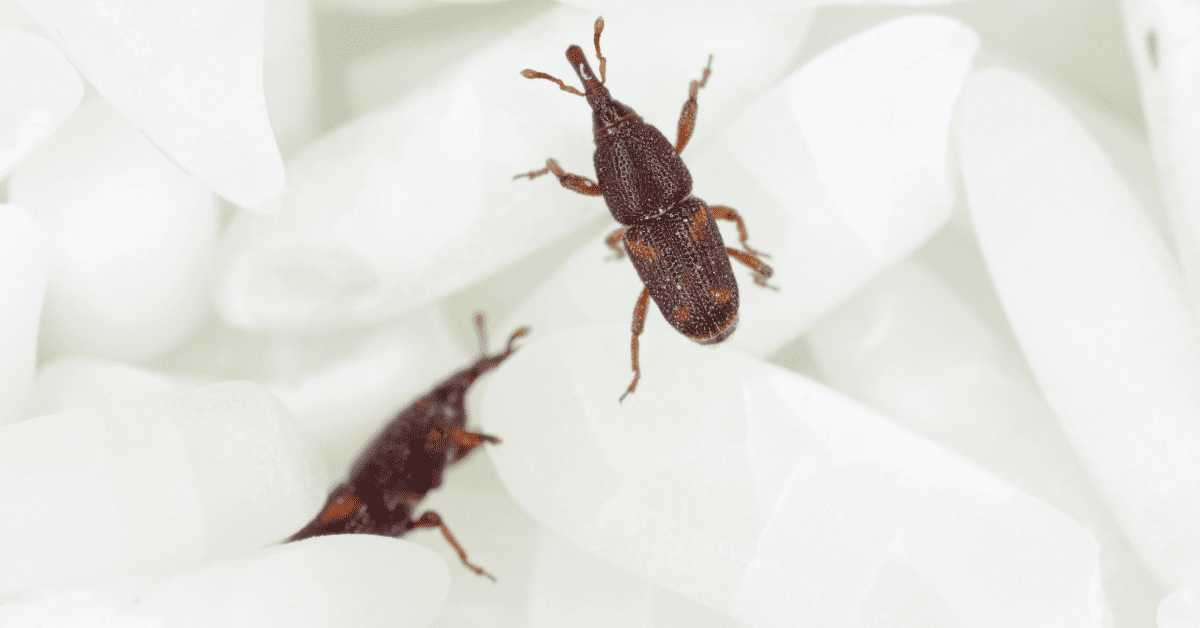 How To Get Rid Of Weevils Actionable Tips
