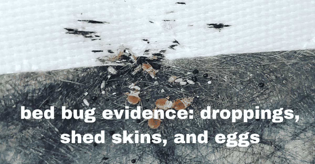 What To Do If Your Hotel Has Bed Bugs? Quick Solutions!