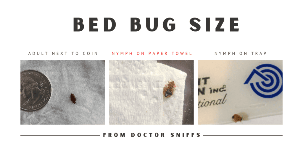 How Big Are Bed Bugs A Quick Guide To Their Size   Bed Bug Size 1024x536 