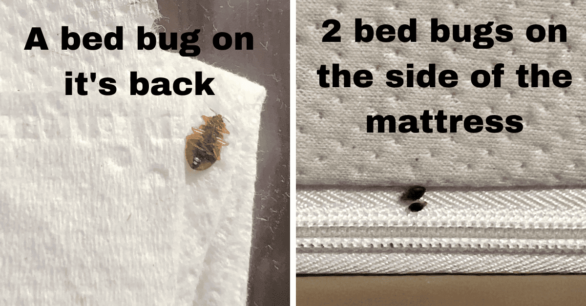 What To Do If Your Hotel Has Bed Bugs? Quick Solutions!