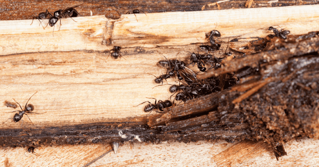 carpenter ant wood damage
