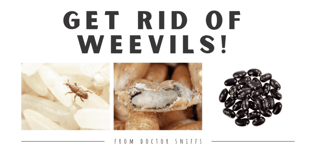 how to get rid of weevils