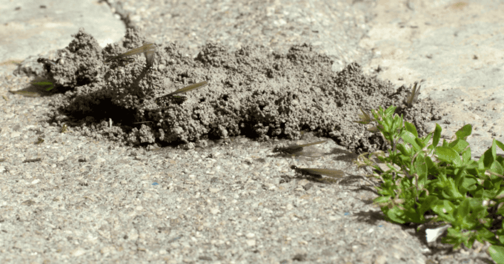 mud tube with termite swarm