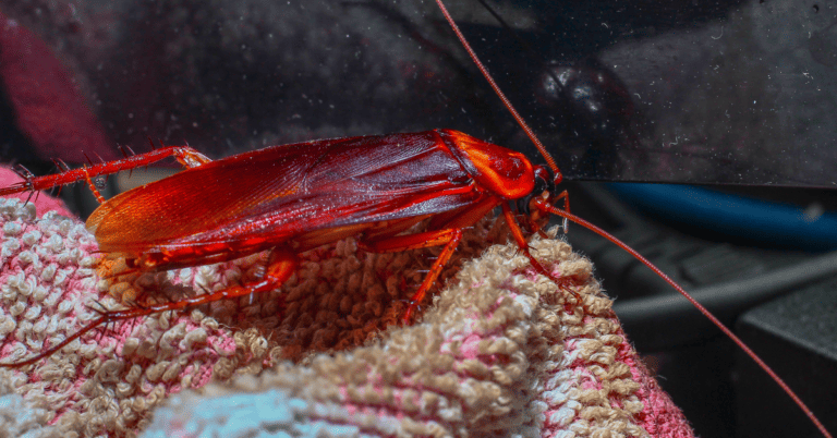 Bugs in Clothes: 10 Examples and How to Deal with Them