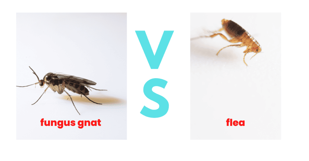 Gnats vs fleas - photos