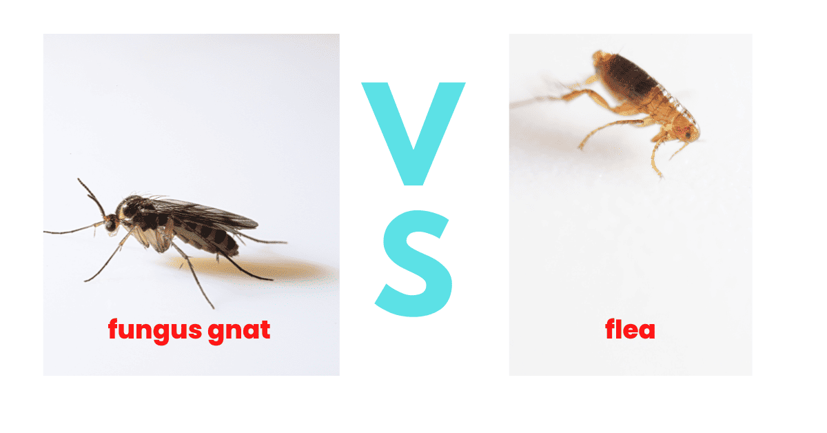 Can You See Fleas? A Complete Guide on Flea Size