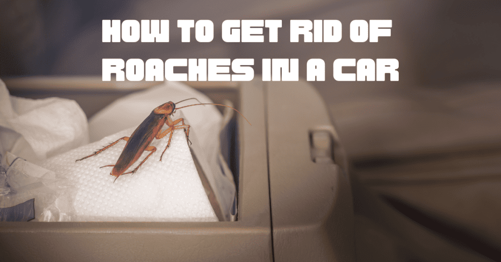 A cockroach in a car. How to Get Rid of Roaches in a Car: Quick and Easy Solutions!