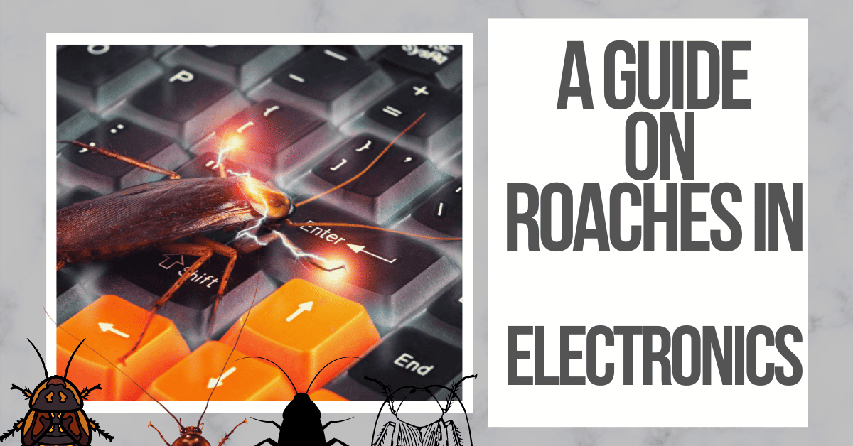 How to Get Roaches Out of Electronics Simple Solutions
