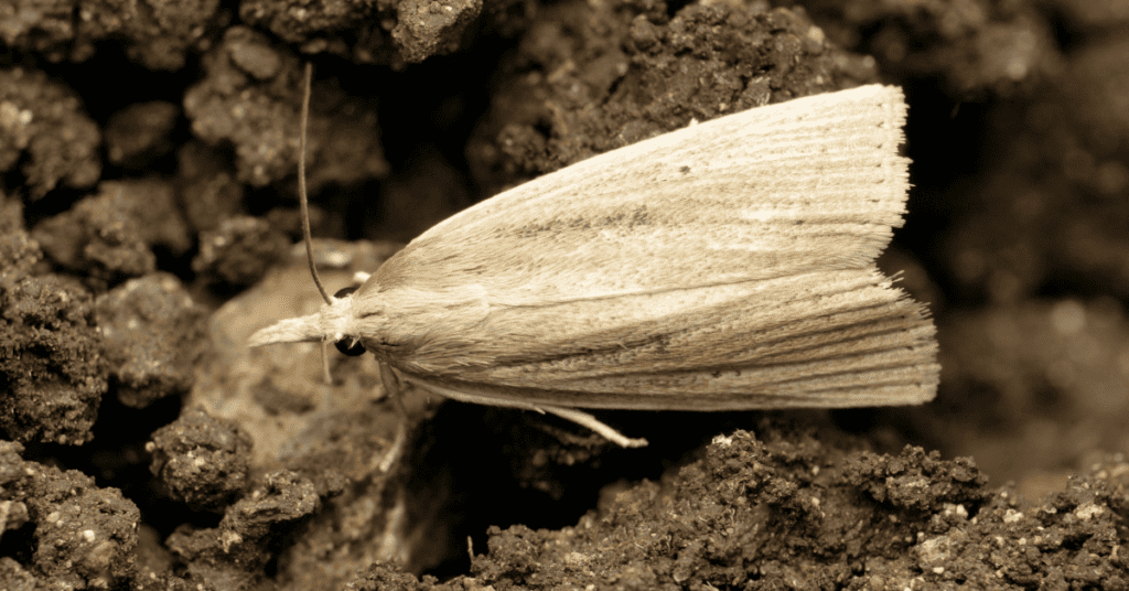 Trichophaga tapetzella - carpet moths