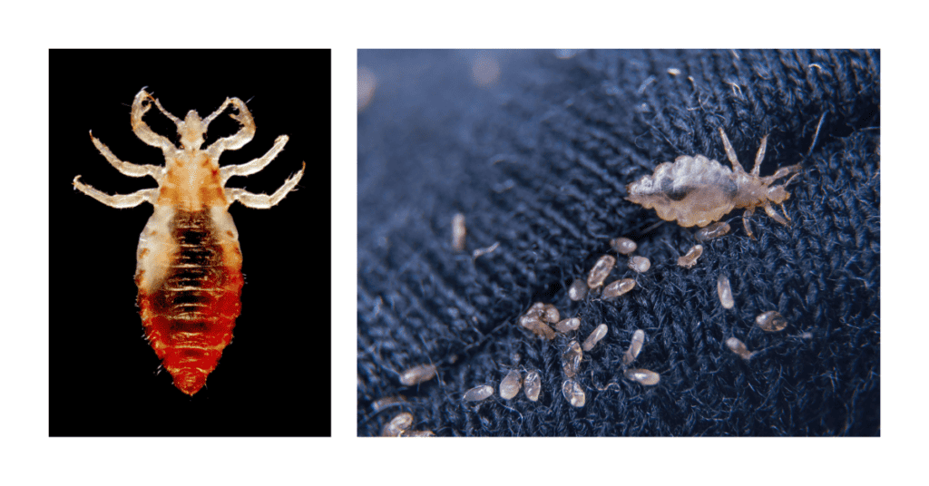 body lice in clothing