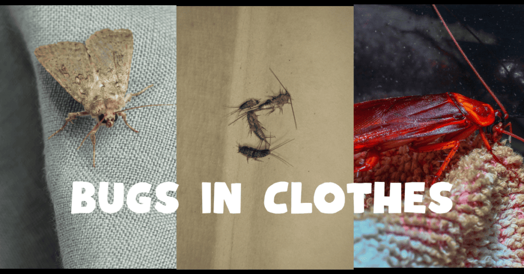 bugs in clothes