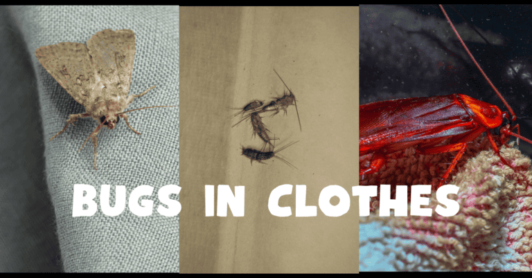 Bugs In Clothes 10 Examples And How To Deal With Them bugs-in-clothes-10-examples-and-how-to-deal-with-them