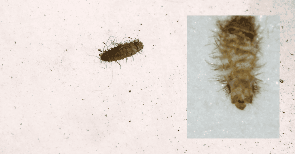 carpet beetles larvae in clothes