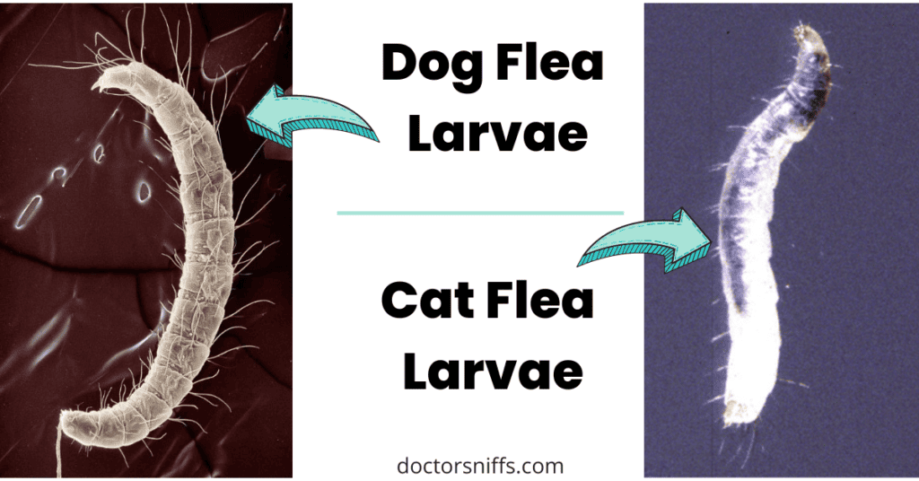 dog flea larvae vs cat flea