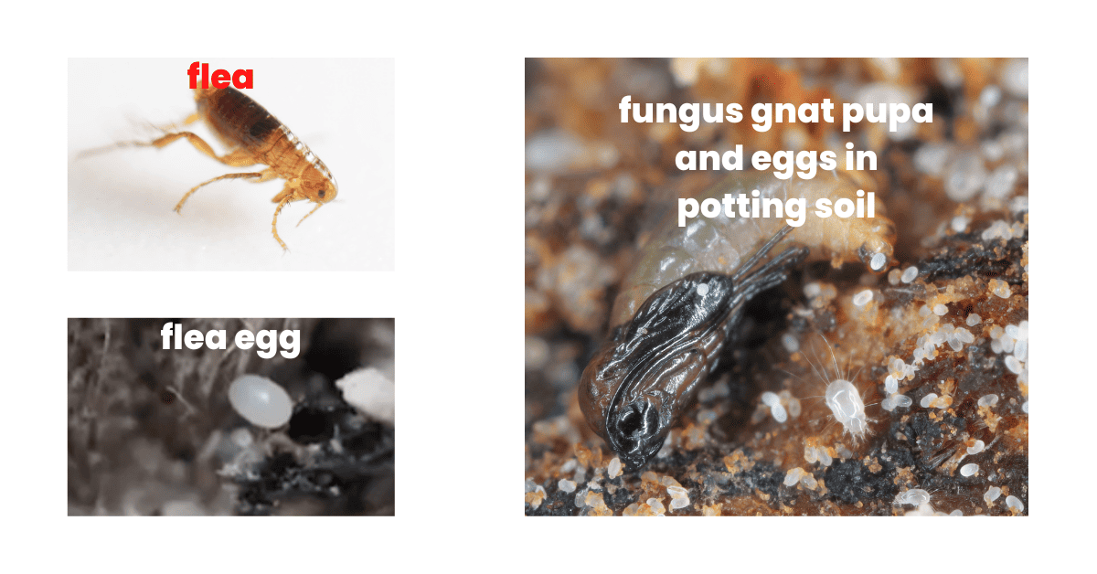 Gnats VS Fleas Comparison Key Differences Explained