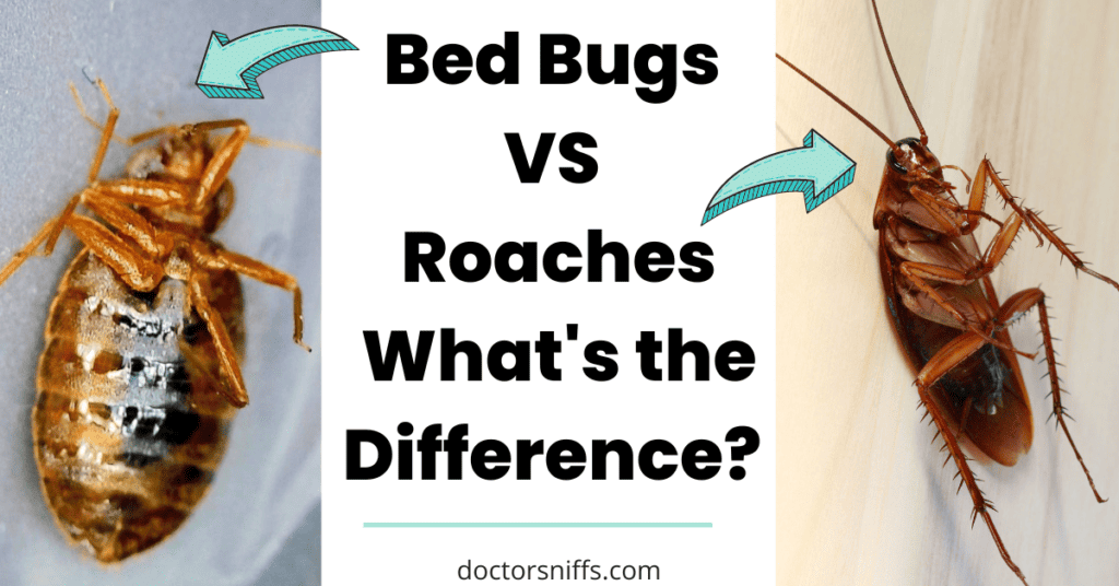 Bed Bugs vs Roaches