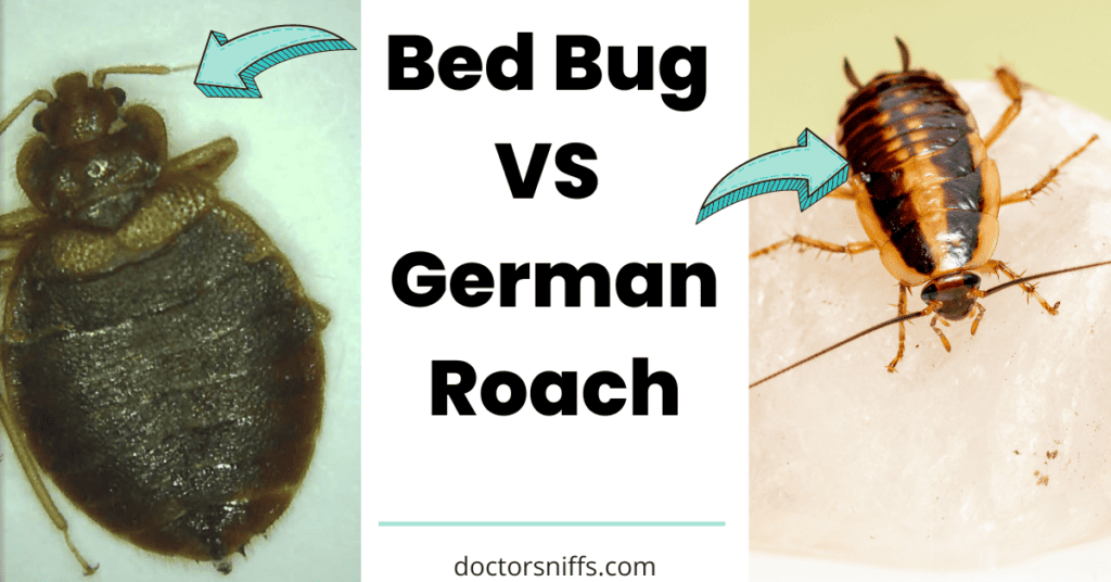 Bed Bug vs German Roach