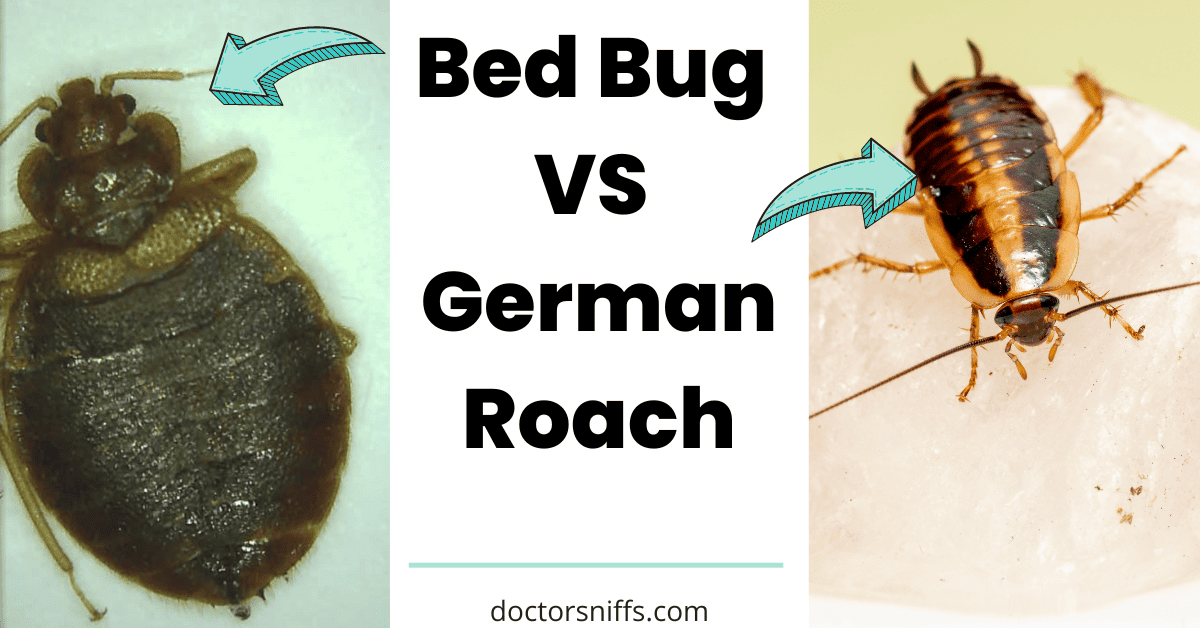 Bed Bugs vs Roaches What are the Differences?