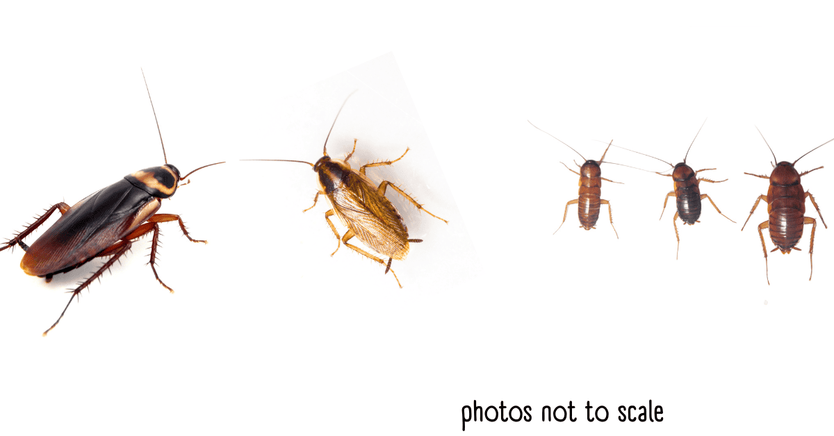 Brown Bugs In House  American Roaches And German Roaches 