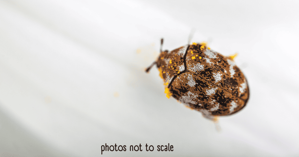Carpet Beetles - brown bugs in a house